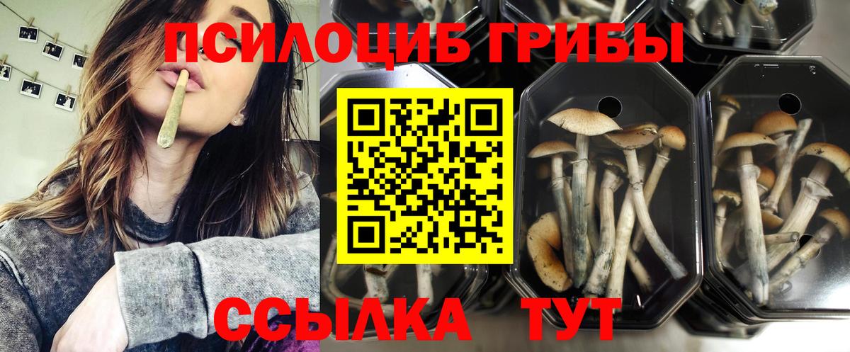 Псилоцибиновые грибы GOLDEN TEACHER Подольск